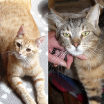 Kopf von Toffi & Lines